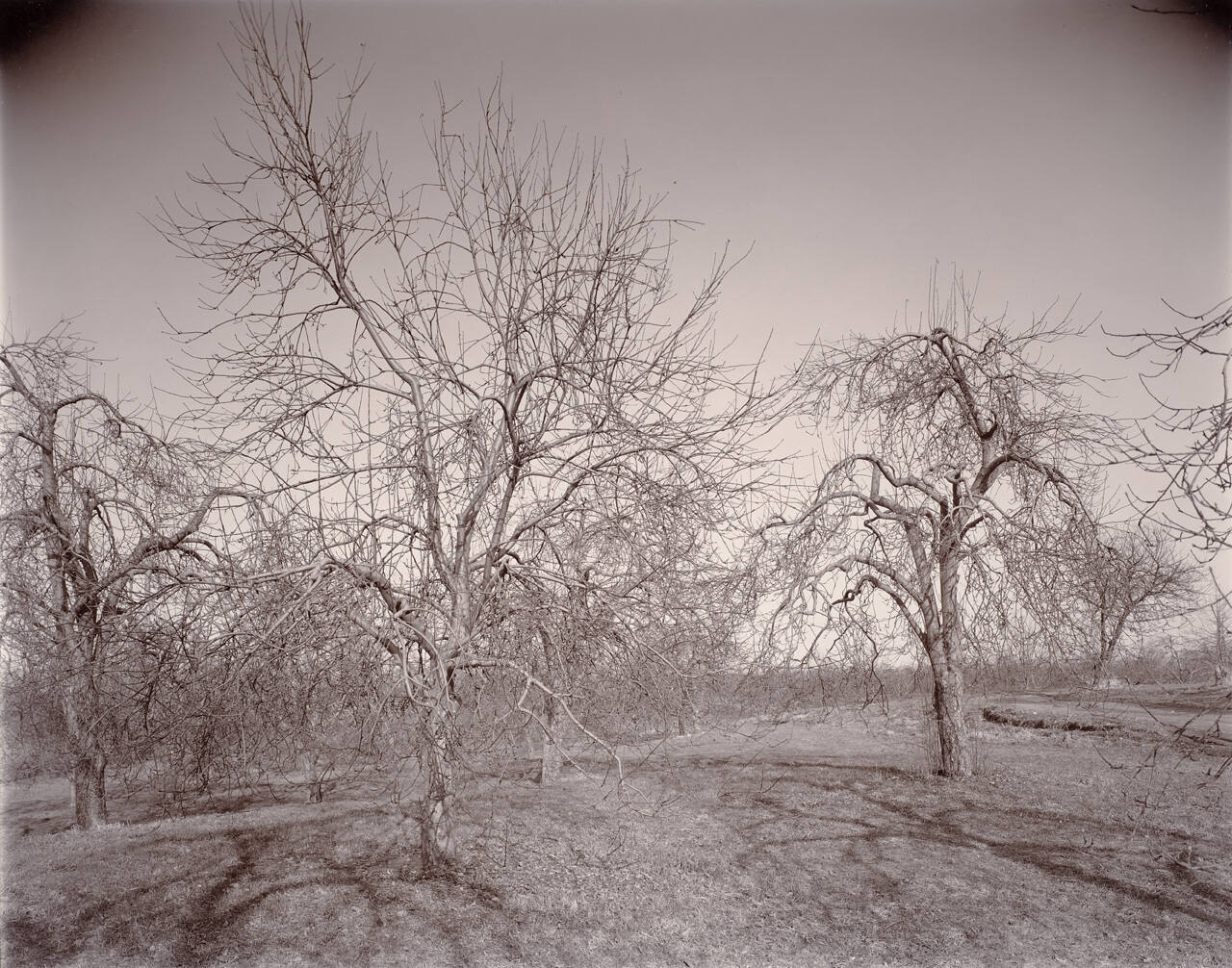 Pultneyville Orchard