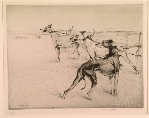 Dog Races