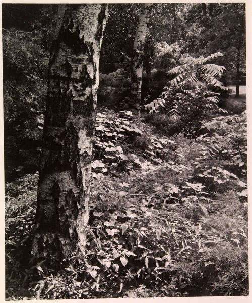 Woodland Scene