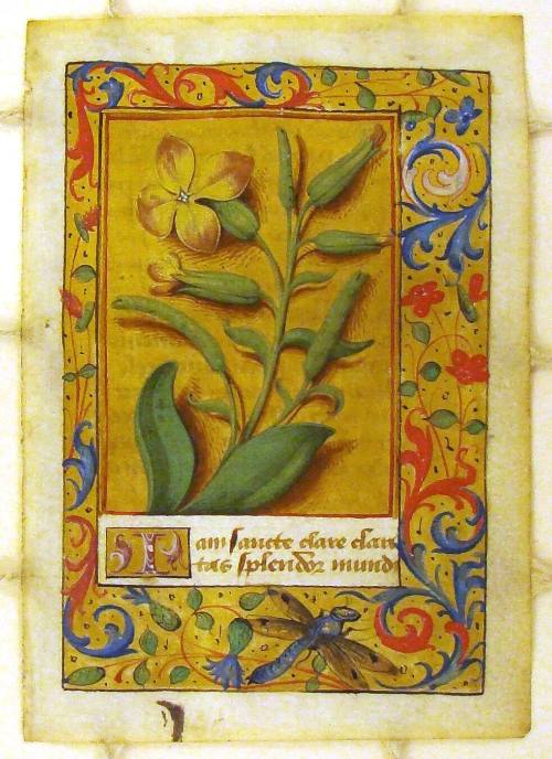 Botanical Studies: Bloodwort