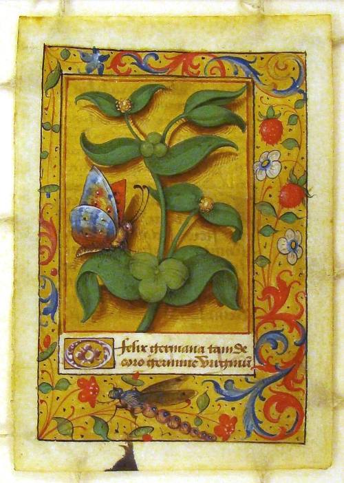 Botanical Studies: Springwort