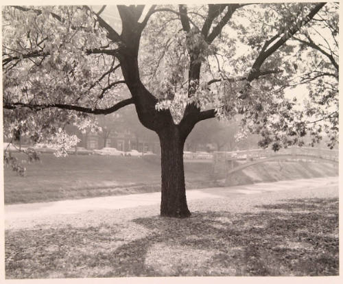 Brush Creek