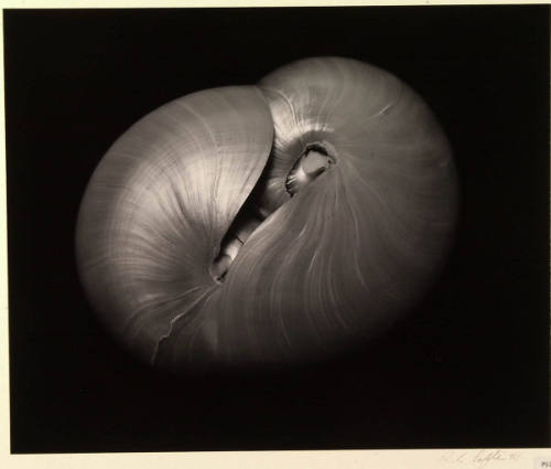 2 Shells