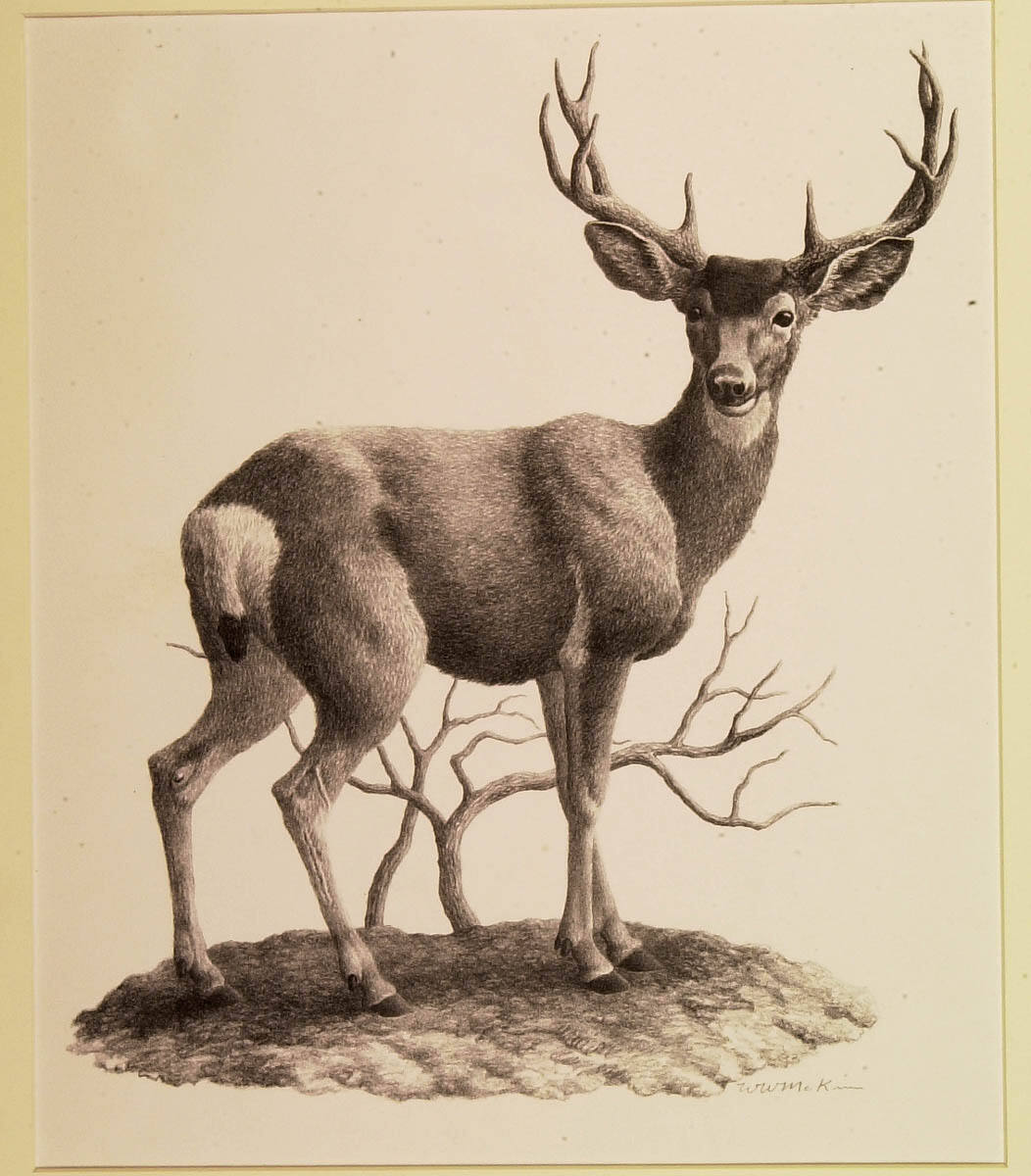 Stag
