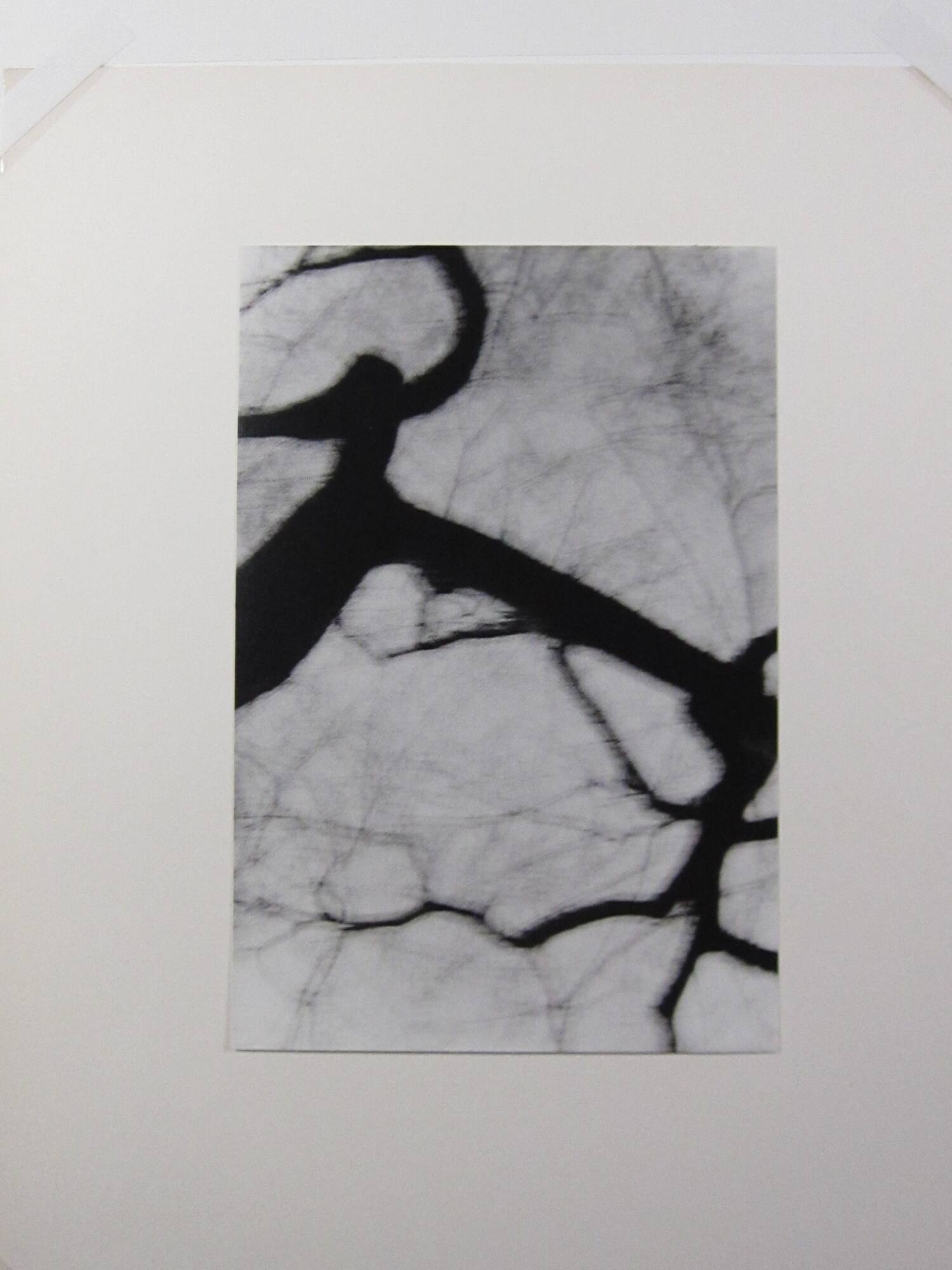 Tree Drawing
