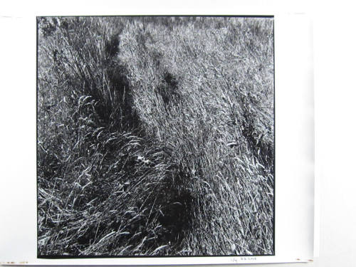 Rushes, Ardsmore, Donegal, Ireland