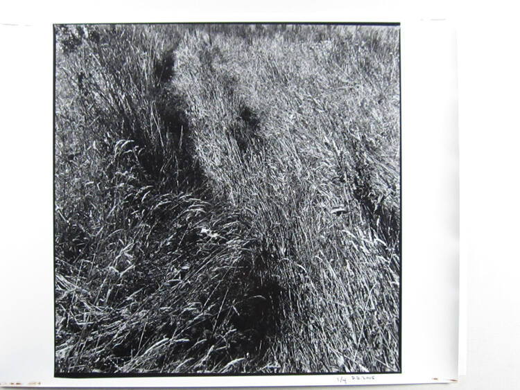Rushes, Ardsmore, Donegal, Ireland