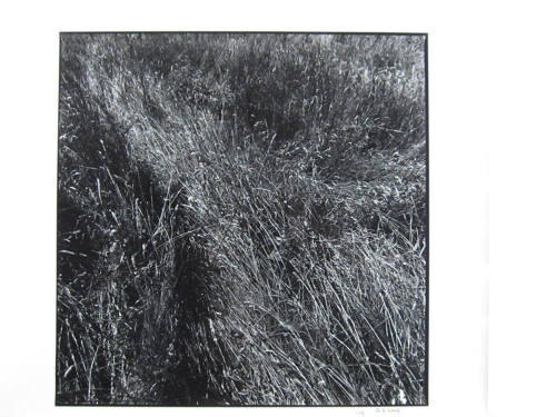 Rushes, Ardsmore, Donegal, Ireland