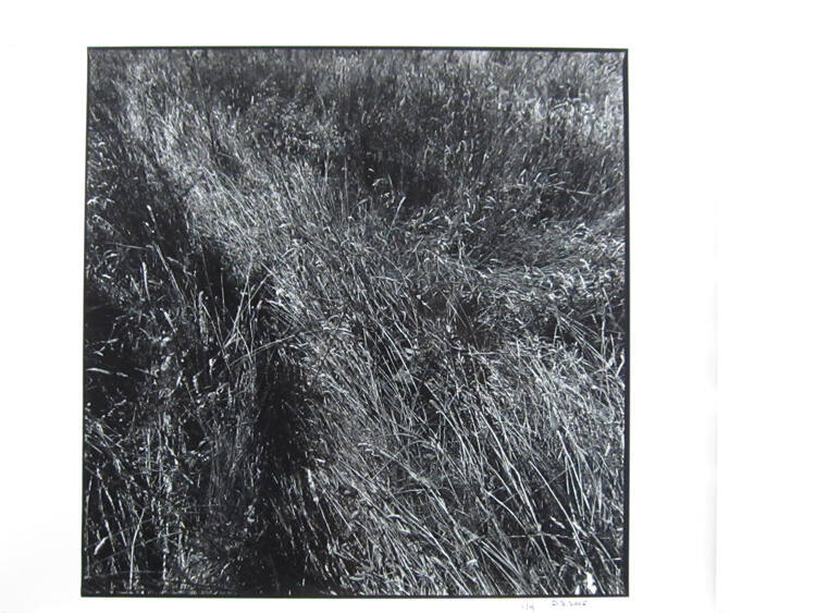 Rushes, Ardsmore, Donegal, Ireland