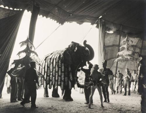 Elephant under the big top, Ringling Bros. and Barnum & Bailey Circus