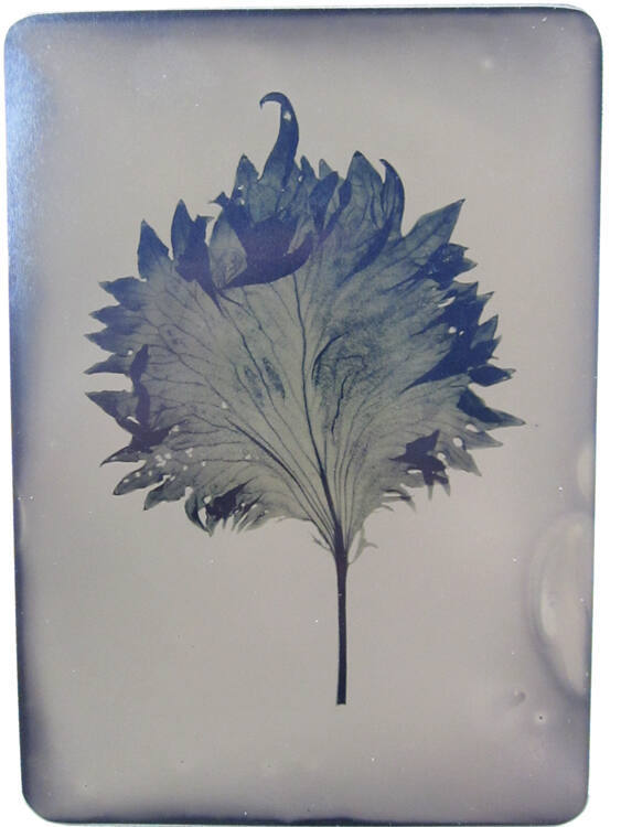 Shiso