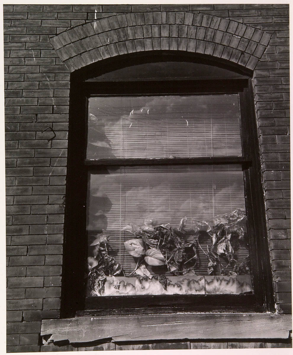 Window with Plants