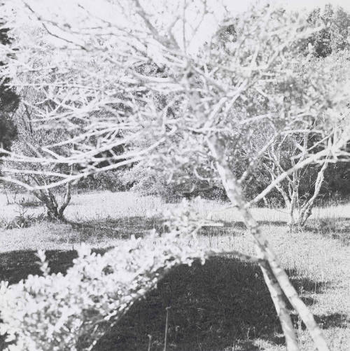 recto image overall