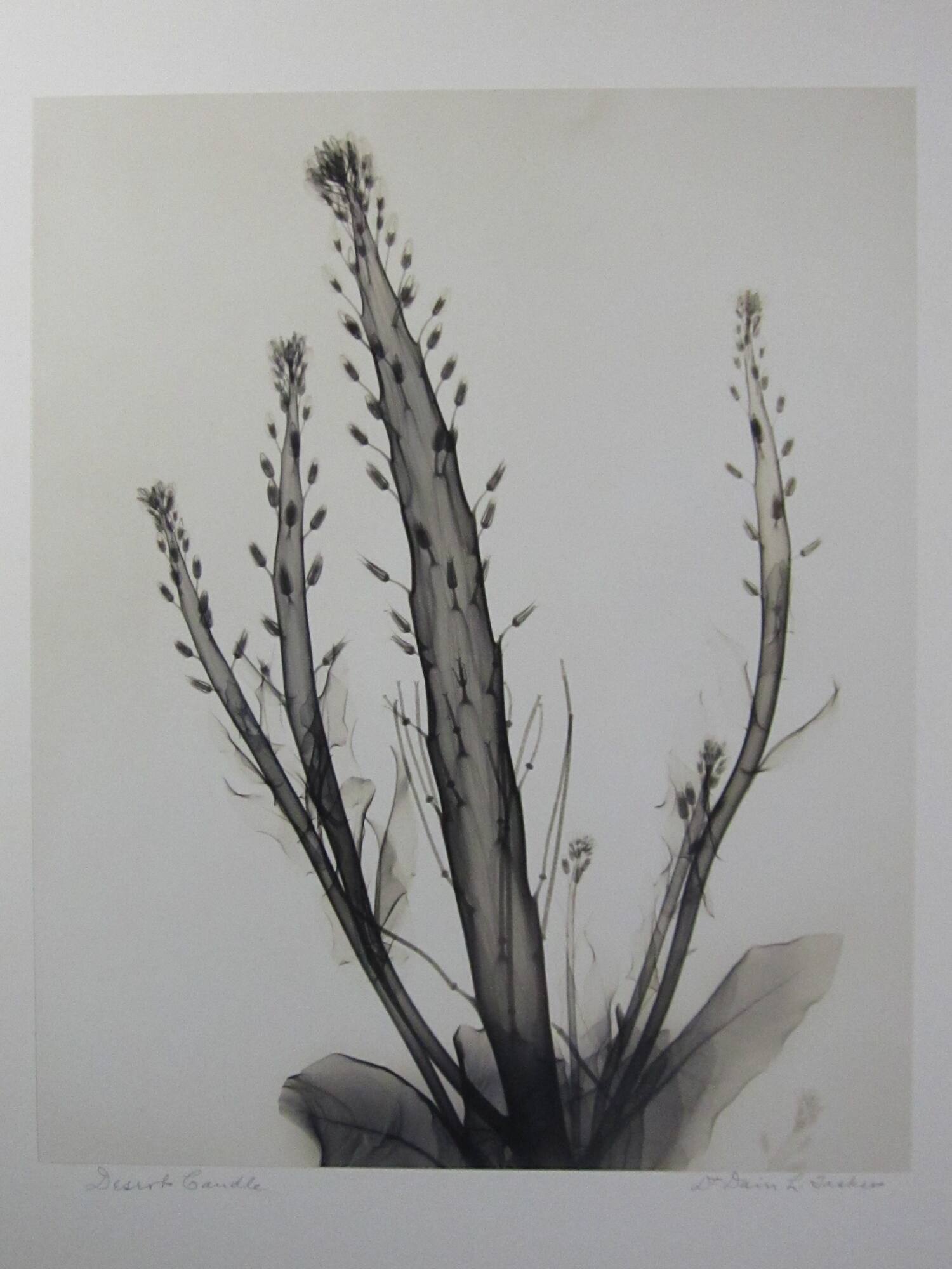 X-Ray of Desert Candle Flower