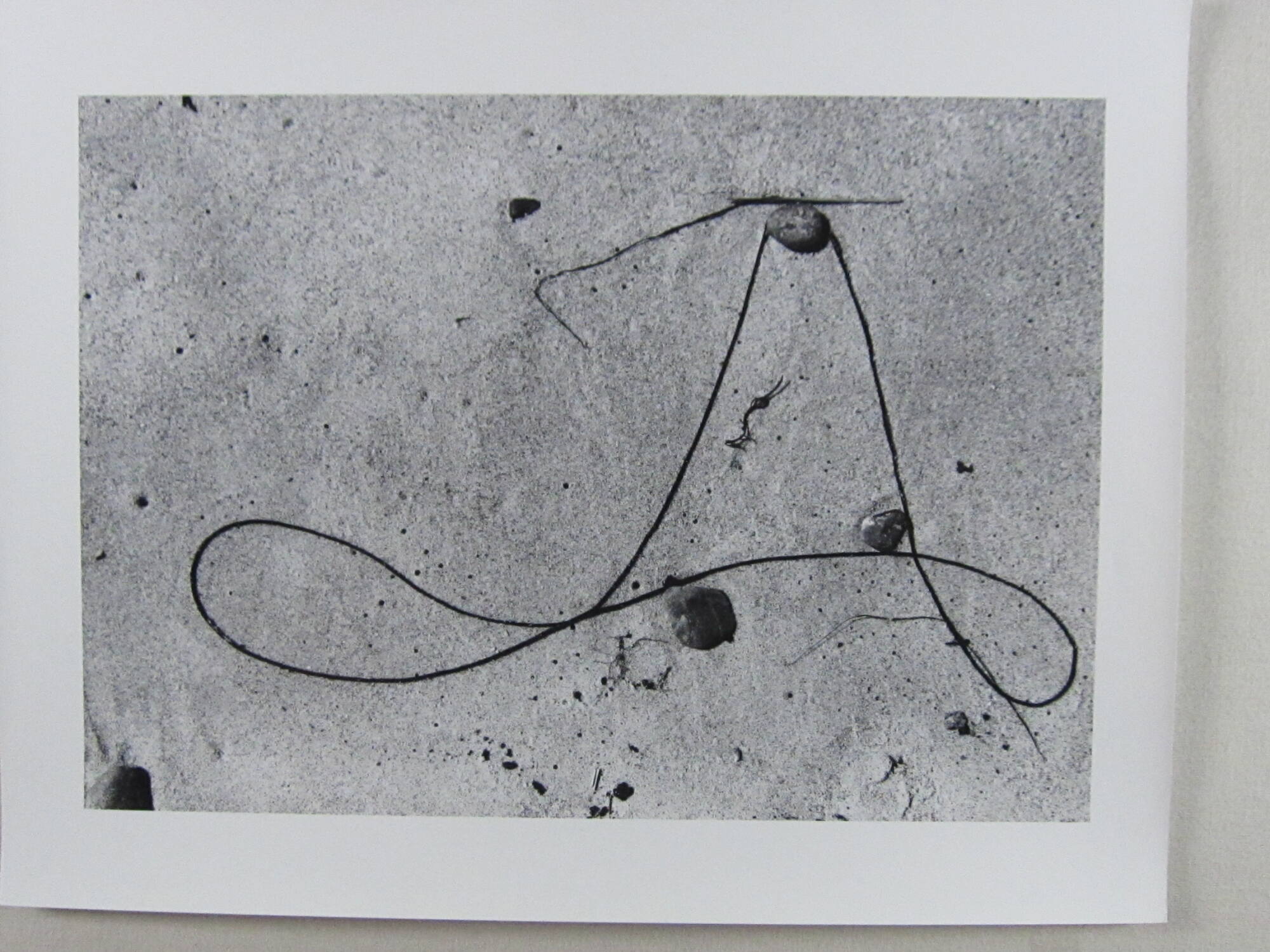 Seaweed 5