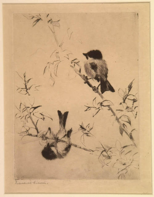 Chickadees