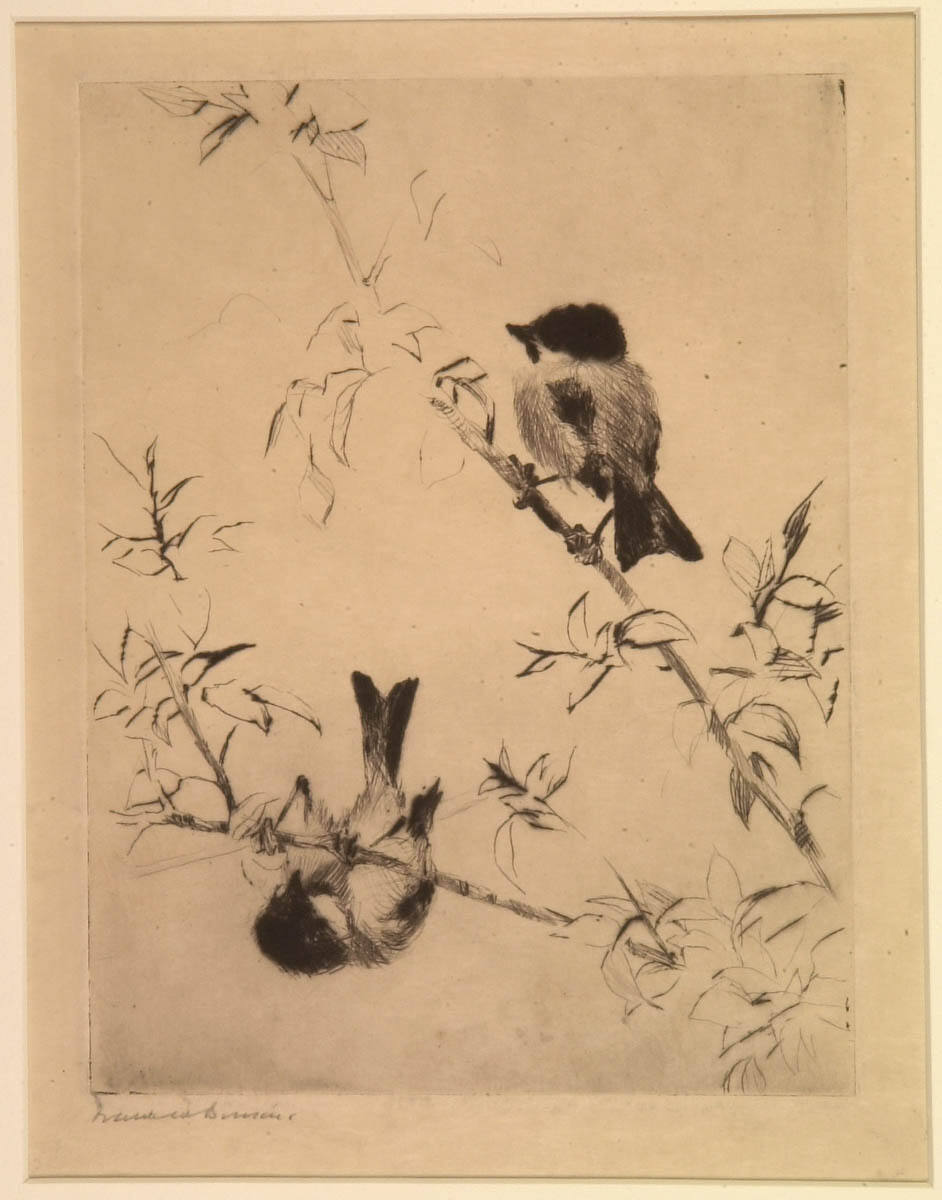 Chickadees