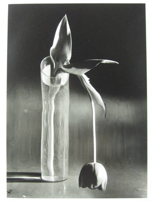 Melancholic Tulip, New York
