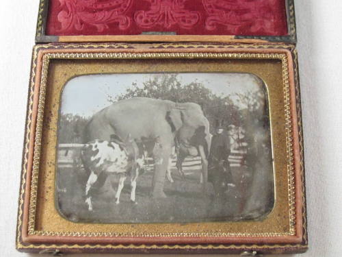 Man with elephant