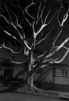 Night Walk No. 55