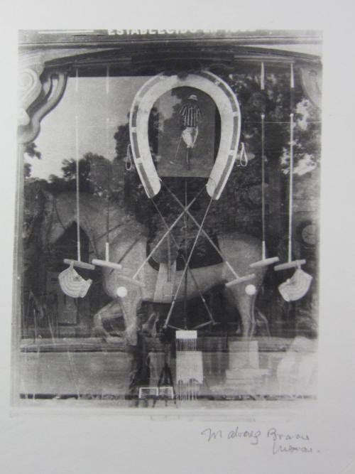 Horse in display window