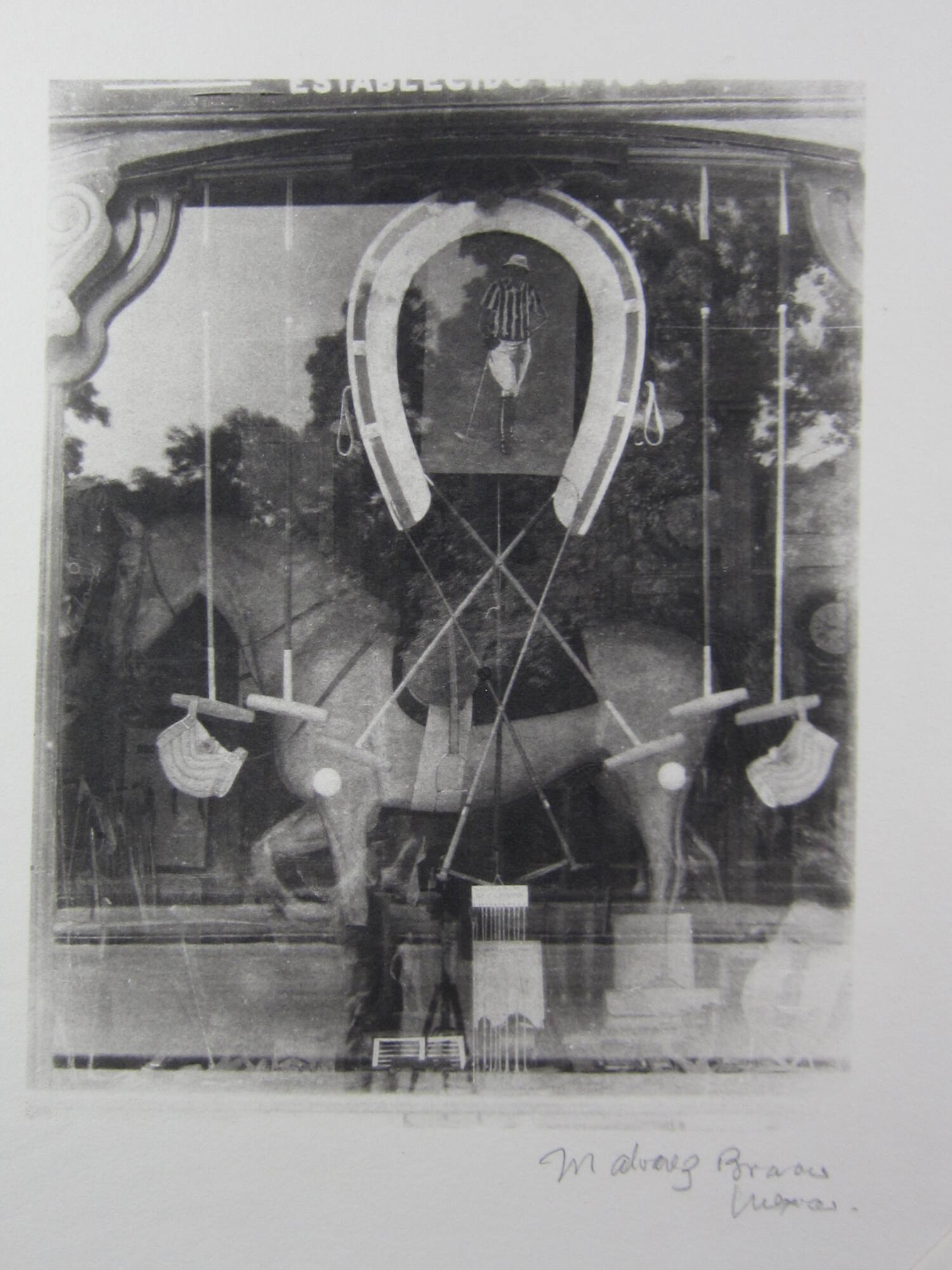 Horse in display window