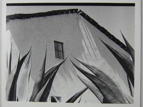 Window on the Agaves