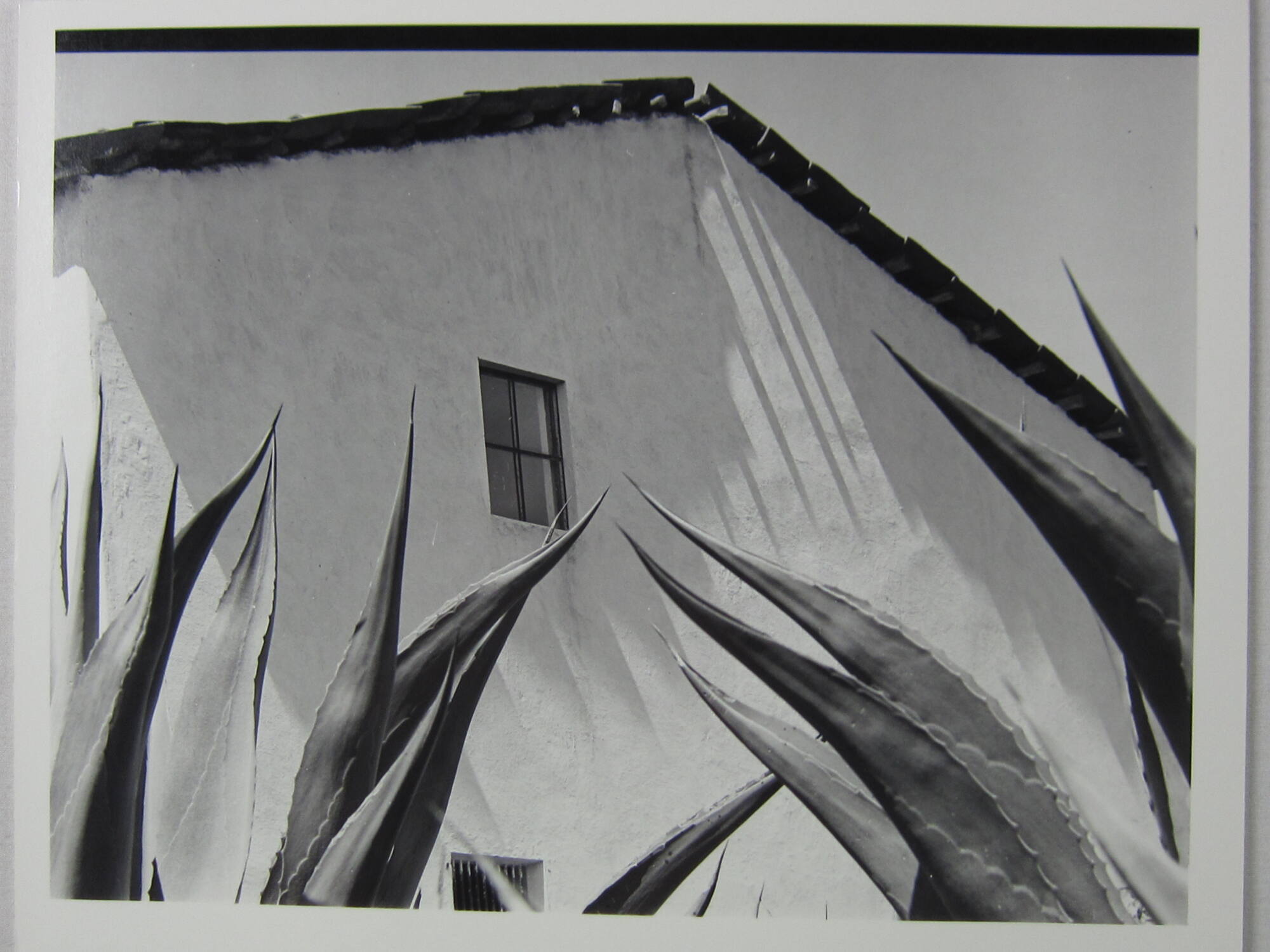 Window on the Agaves