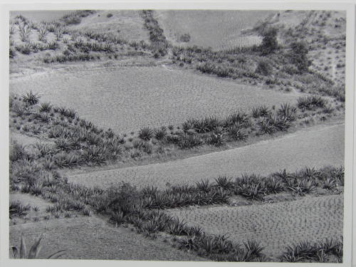 Growing Landscape