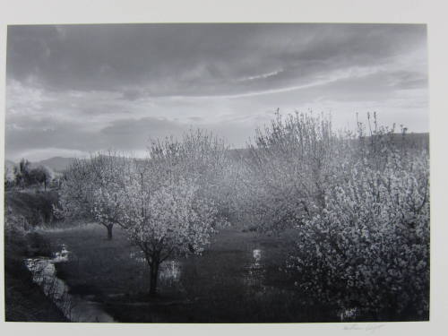 Apple Blossoms, Velarde