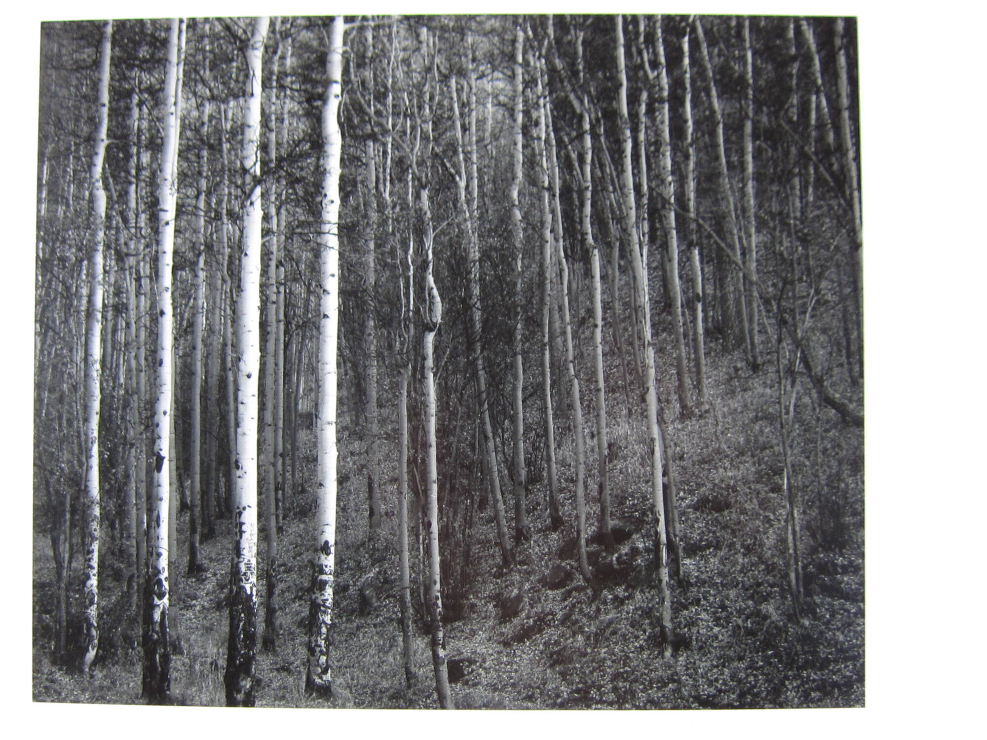 Aspens, Hyde Park