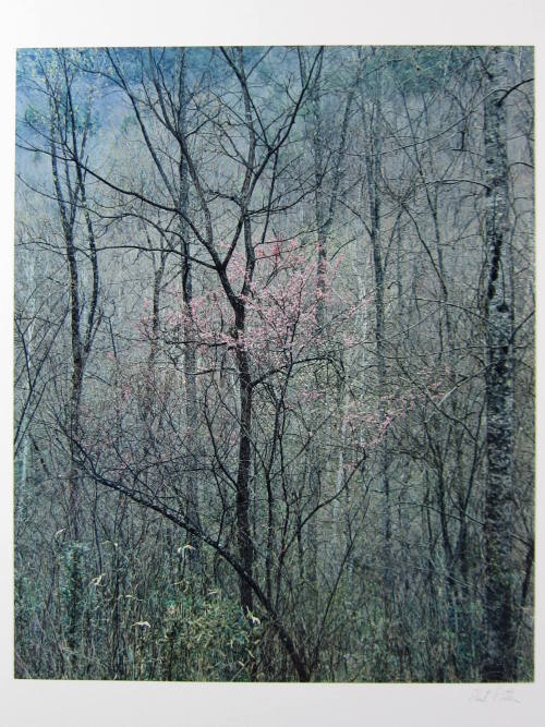 Redbud trees in bottomland. Near Red River Gorge, Kentucky