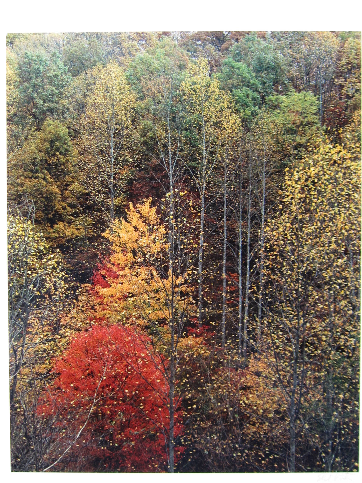 Colorful trees. Newfound Gap Road, Great Smokey Mountains National Park, Tennessee
