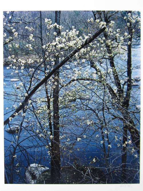 Shadbush. Near Hillsborough, New Hampshire