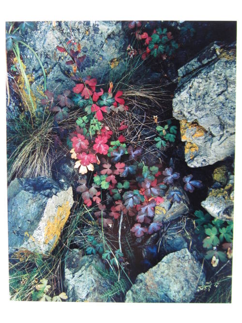 Columbine leaves. Great Spruce Head Island, Maine