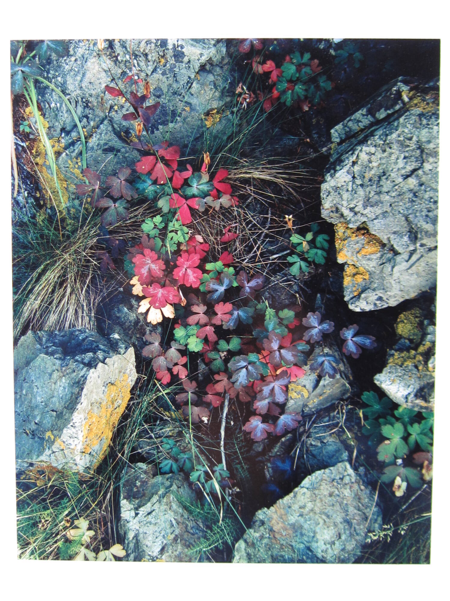 Columbine leaves. Great Spruce Head Island, Maine