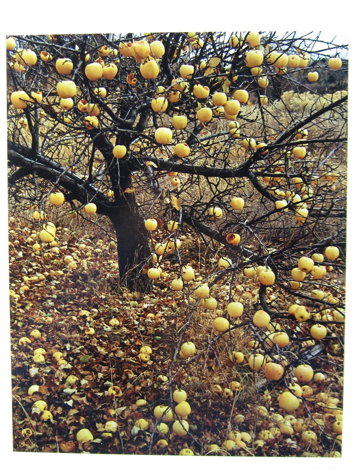 Frostbitten apples. Tesuque, New Mexico
