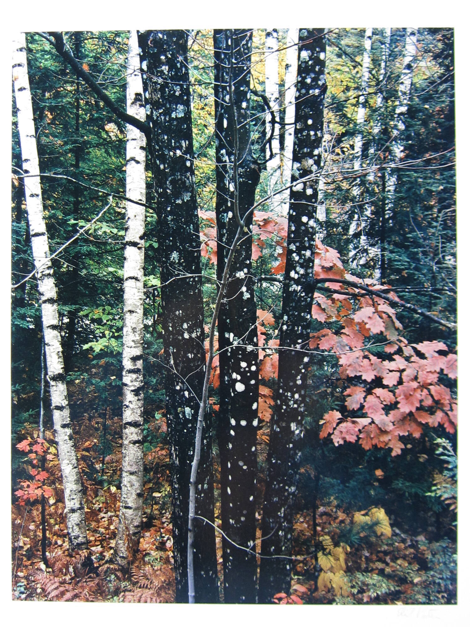 Trunks of maple and birch with oak leaves. Passaconaway Road, New Hampshire
