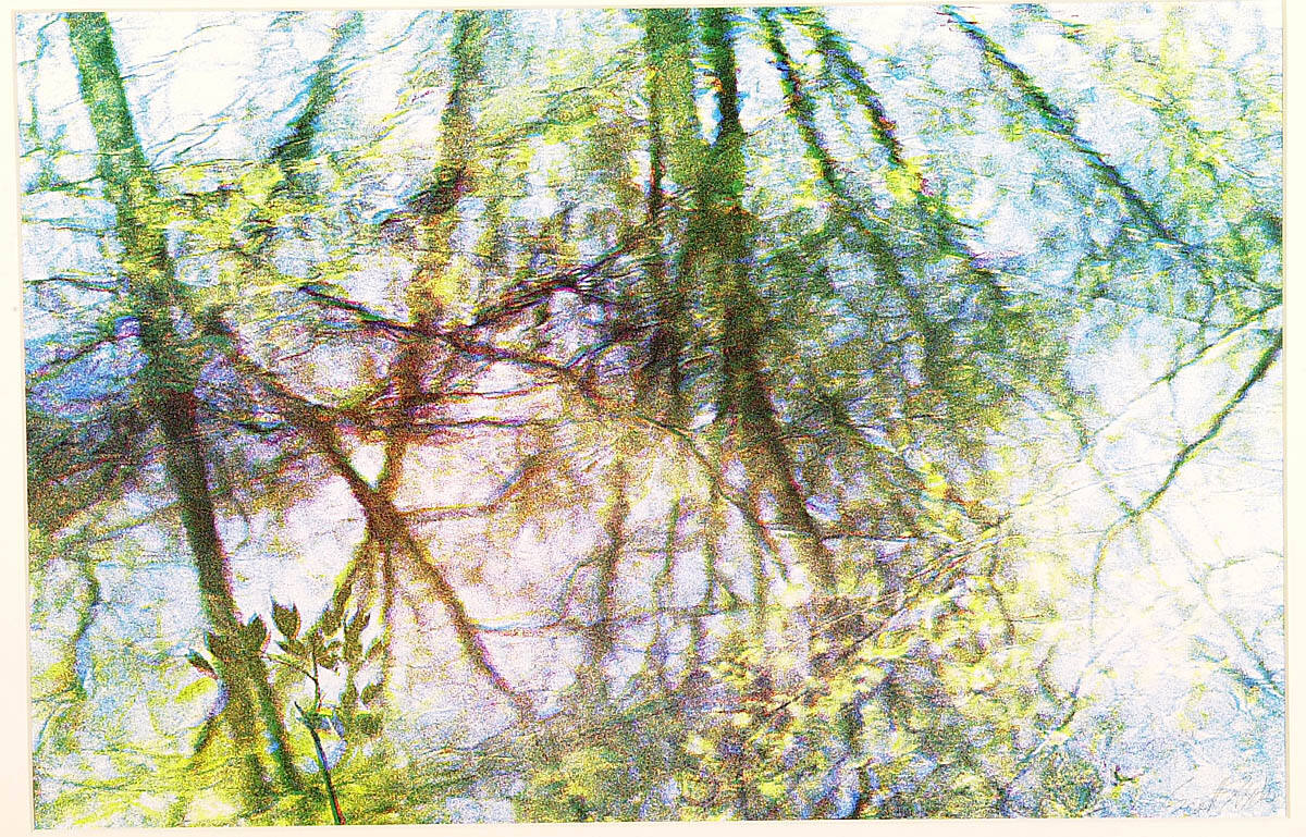 Willows Reflected