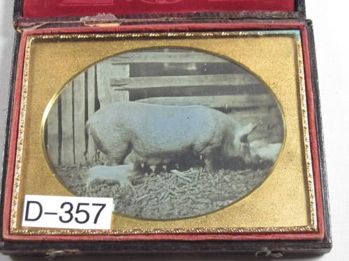 Sow with piglets