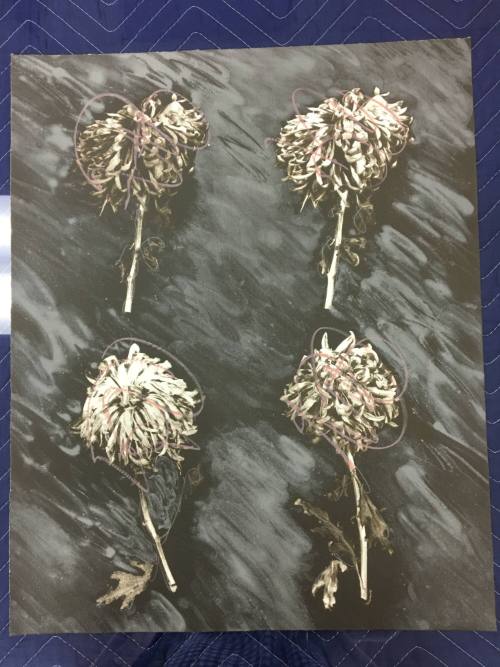 Chrysanthemum Variation 4