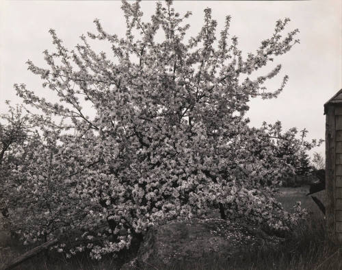 Apple tree in full bloom, Maine