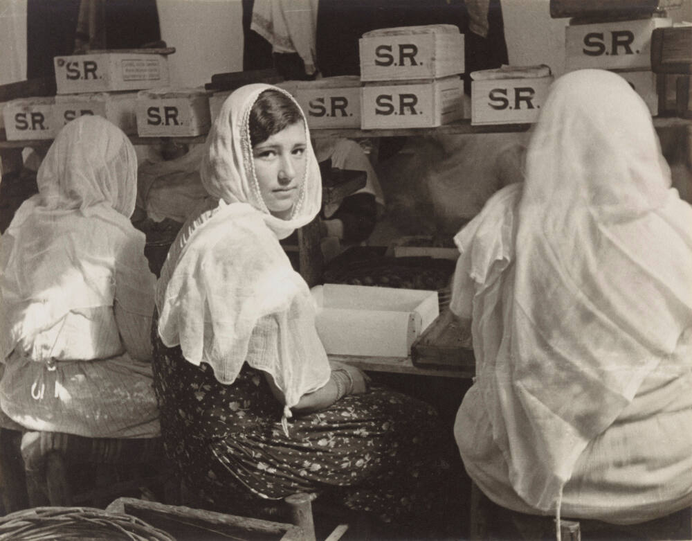 A beautiful Anatolian girl in a fig factory in Izmir, Turkey