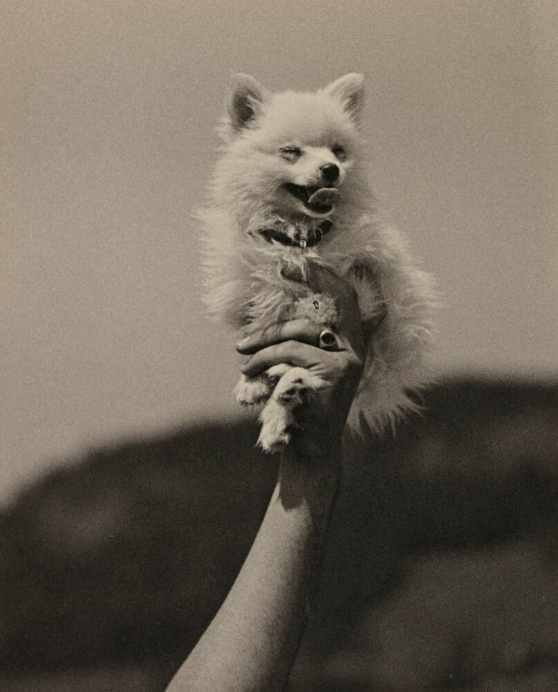 Dog of author Carl Zuckmayer