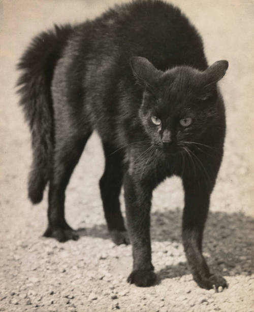 Black cat before the attack