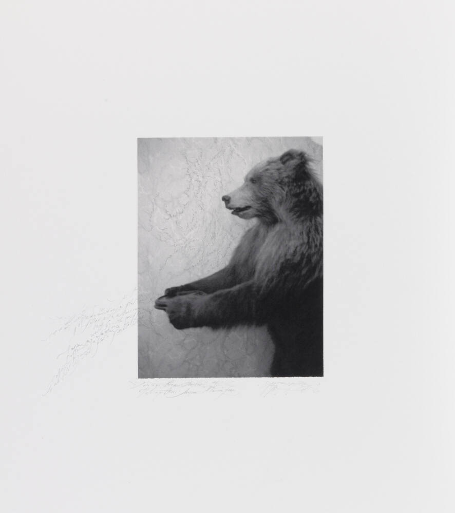 Tolstoy's bear, Moscow