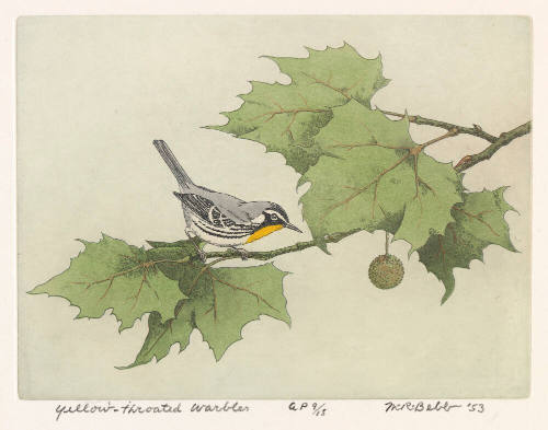 Yellow-throated Warbler