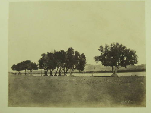 Study of Sycamore Trees, Korosko